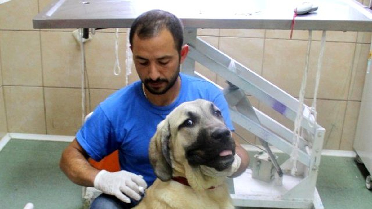 Çankaya Belediyesi\'nden Sokak Hayvanlarına Hem Tedavi Hem Sıcak Yuva