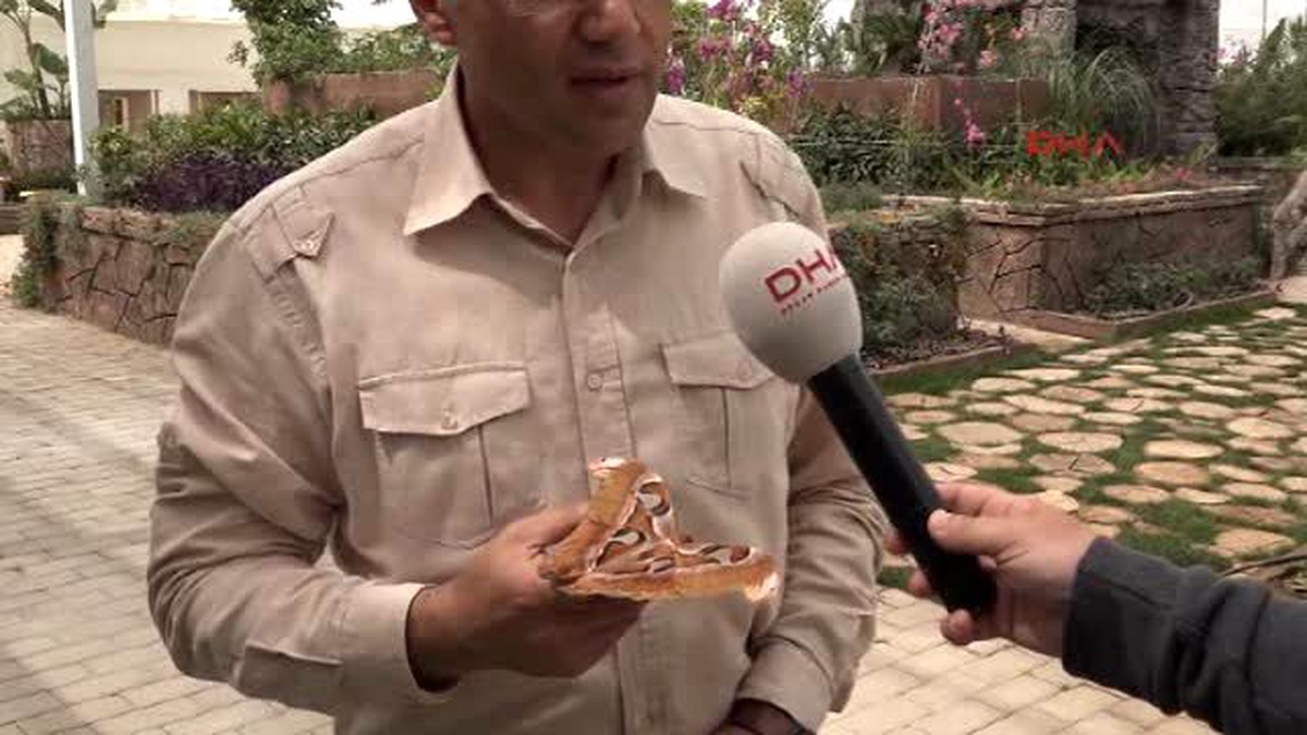 Antalya - Dünyanın En Büyük Kelebeği \'Atlas\' Antalya\'da