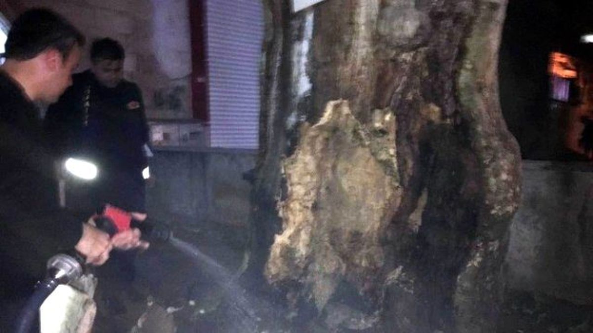 Asırlık Çınar Yanmaktan Son Anda Kurtarıldı