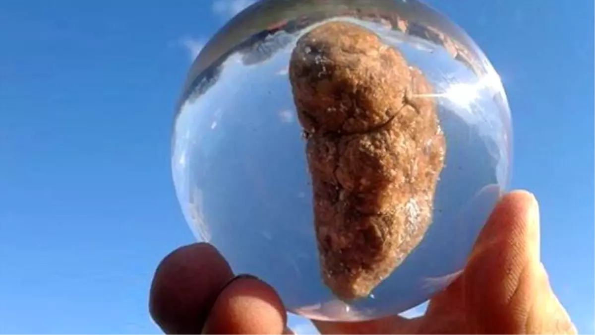 İngiltere'de Açılan Müzede Hayvan Dışkıları Sergilenmeye Başlandı