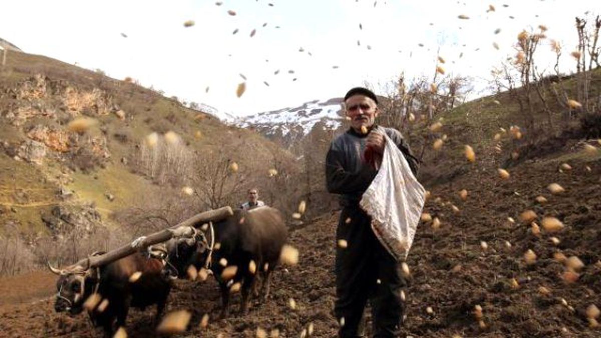 Çataklı Köylü 40 Yıldır Karasabanla Tarla Sürüyor