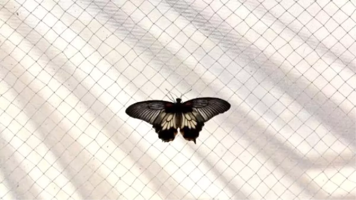 Dünyanın En Büyük Kelebeği \'Atlas\' Antalya\'da