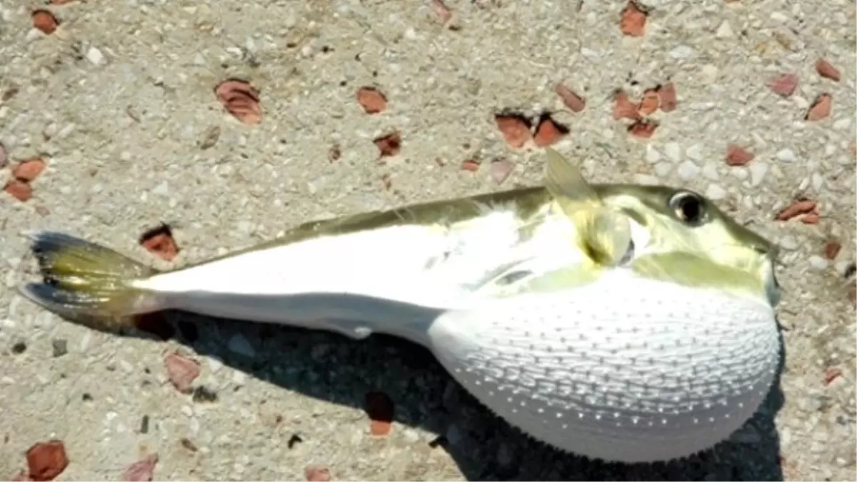 Ege'de 'Balon Balığı' Tehdidi Büyüyor