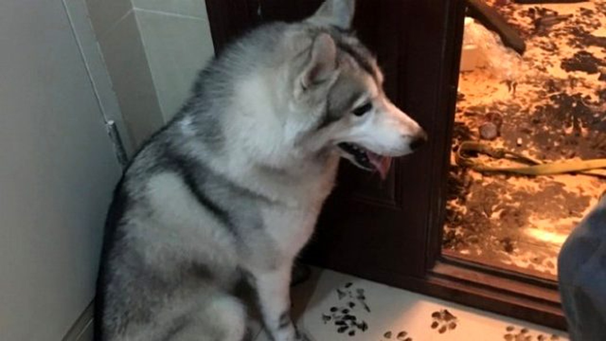 Evde Üç Saat Yalnız Kalan Köpek Yaptıklarıyla Sosyal Medyayı Salladı