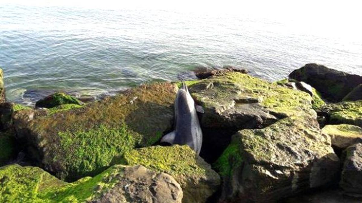 Ordu'da Kıyıya 3 Metrelik Ölü Yunus Vurdu