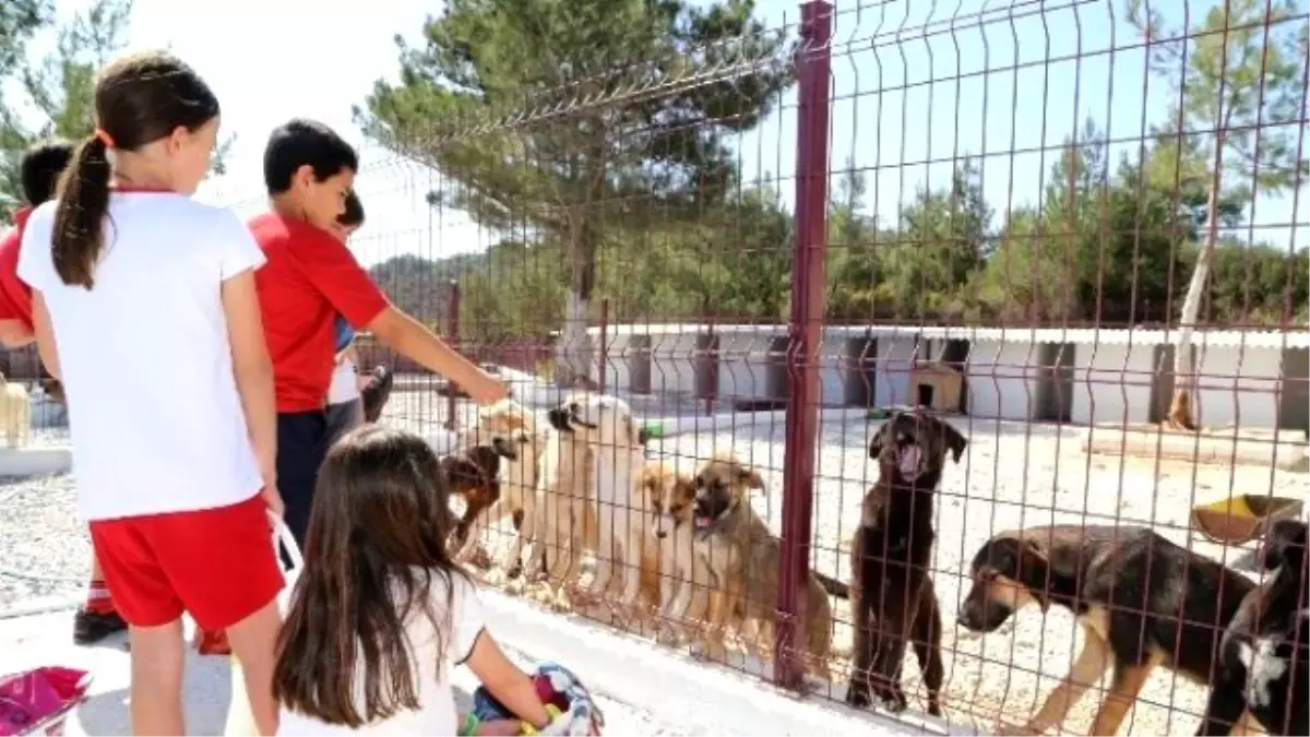 Öğrenciler Geçici Hayvan Bakım Evinde