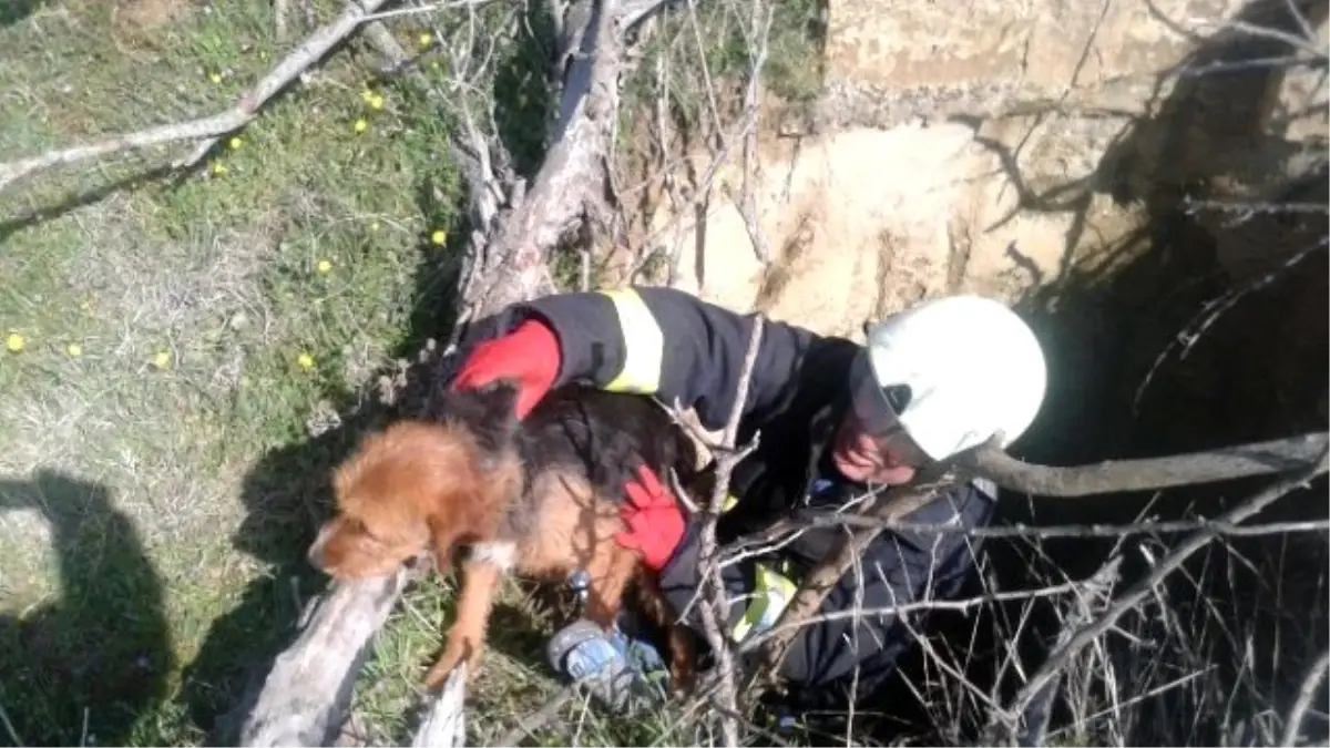 Definecilerin Kazdığı Kuyuya Düşen Köpeği İtfaiye Kurtardı
