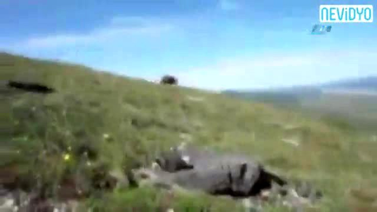 Karşısına Ayı Çıkınca Bunu Yaptı!