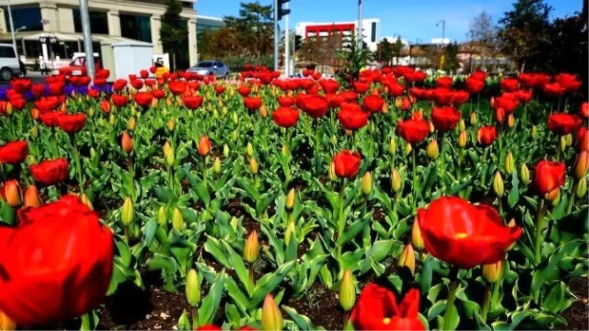 Malatya\'yı Baştan Başa Çiçek Bürüyor