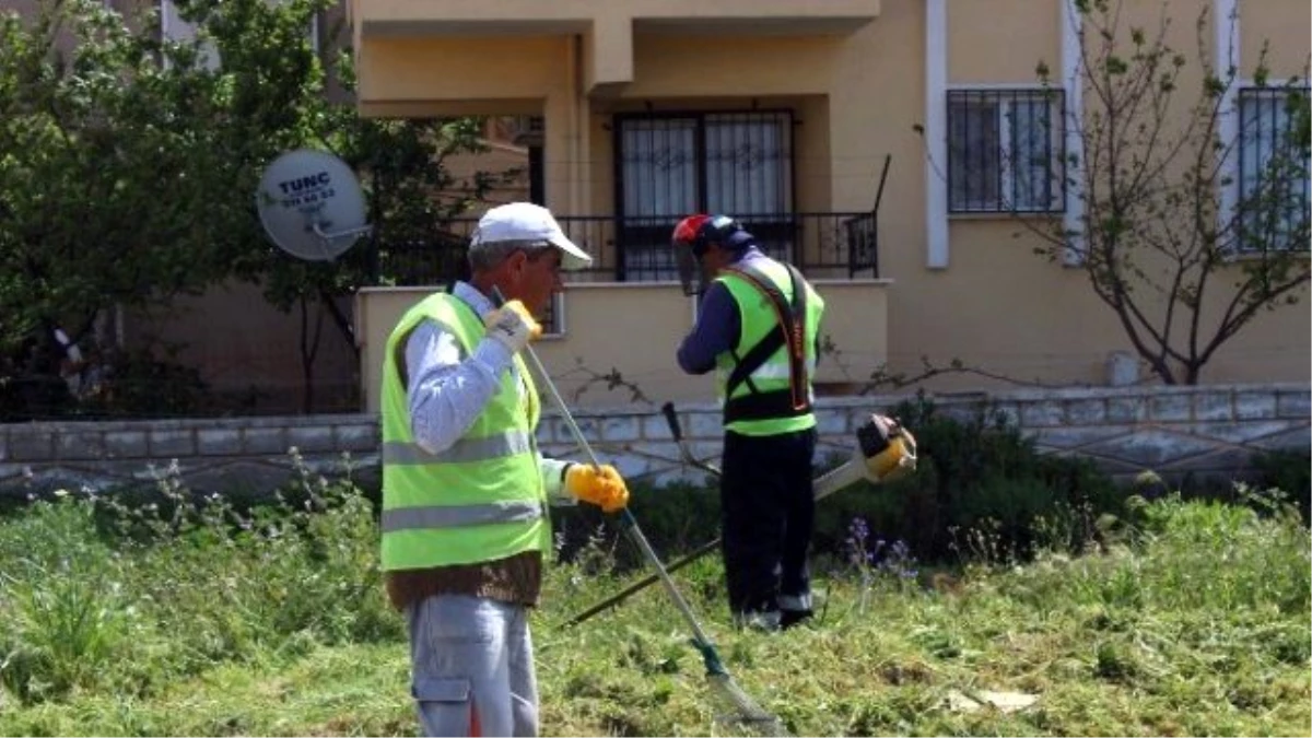 Didim\'de Yabani Ot Temizliği Başladı