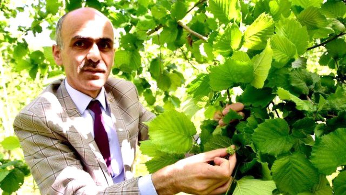Fındık Üreticileri Bu Sezondan Umudunu Kesti
