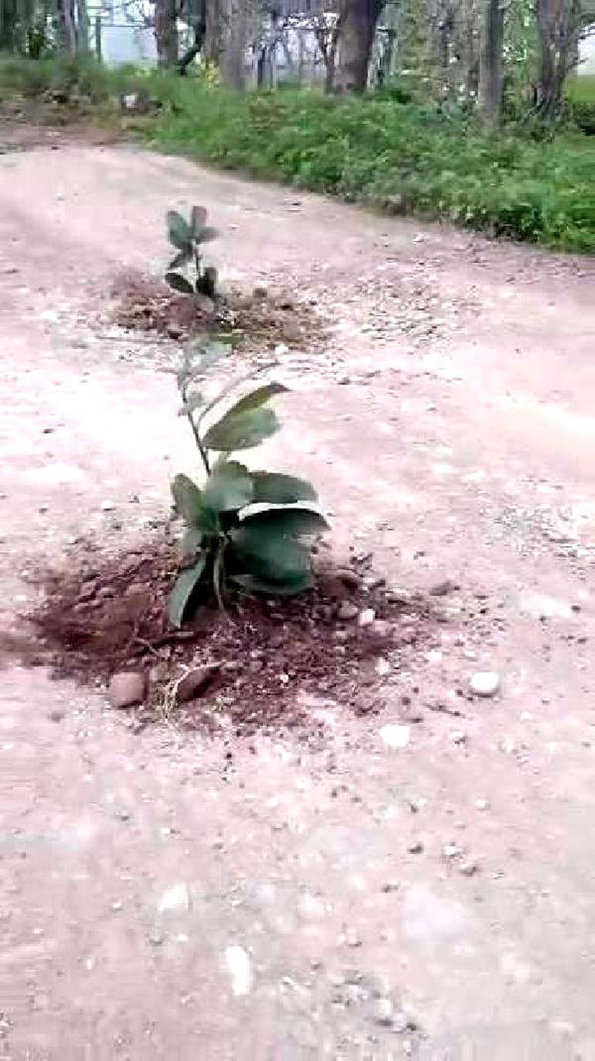 Rize\'de İlginç Protesto Eylemi: Çukurlarla Dolu Yola Fidan Diktiler