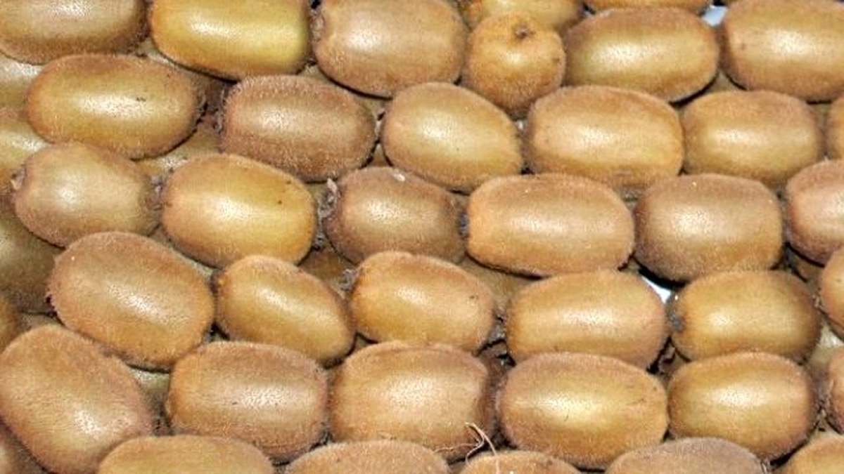Uzunlar: "Yaşanan \'Zirai Don\' Rekolteyi Etkilemez"