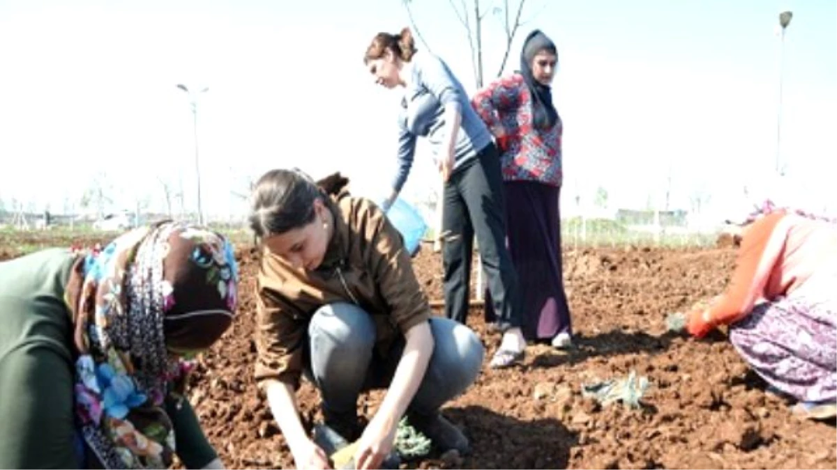 Diyarbakır\'da Lavanta Deneme Ekimi Yapıldı