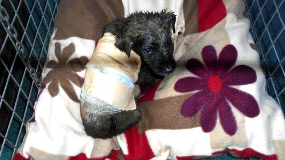 Ziftten Kurtarılan Köpeğe \'Zift\' Adı Verildi