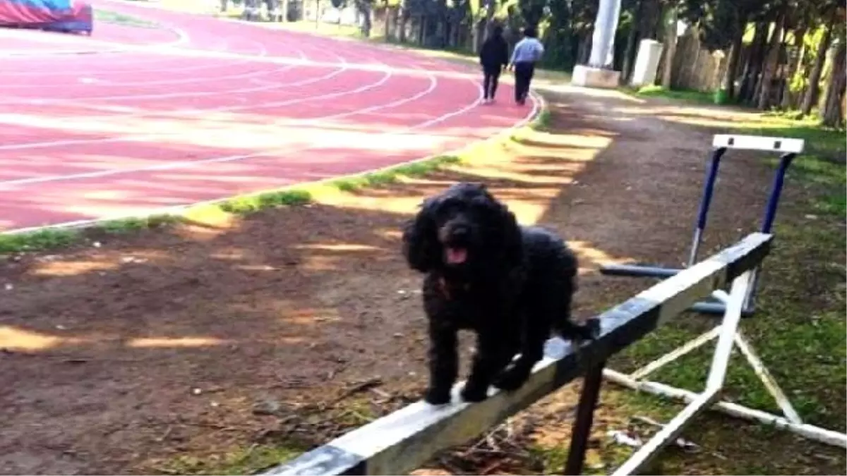 Atletizm Sahasının Maskotu Pati