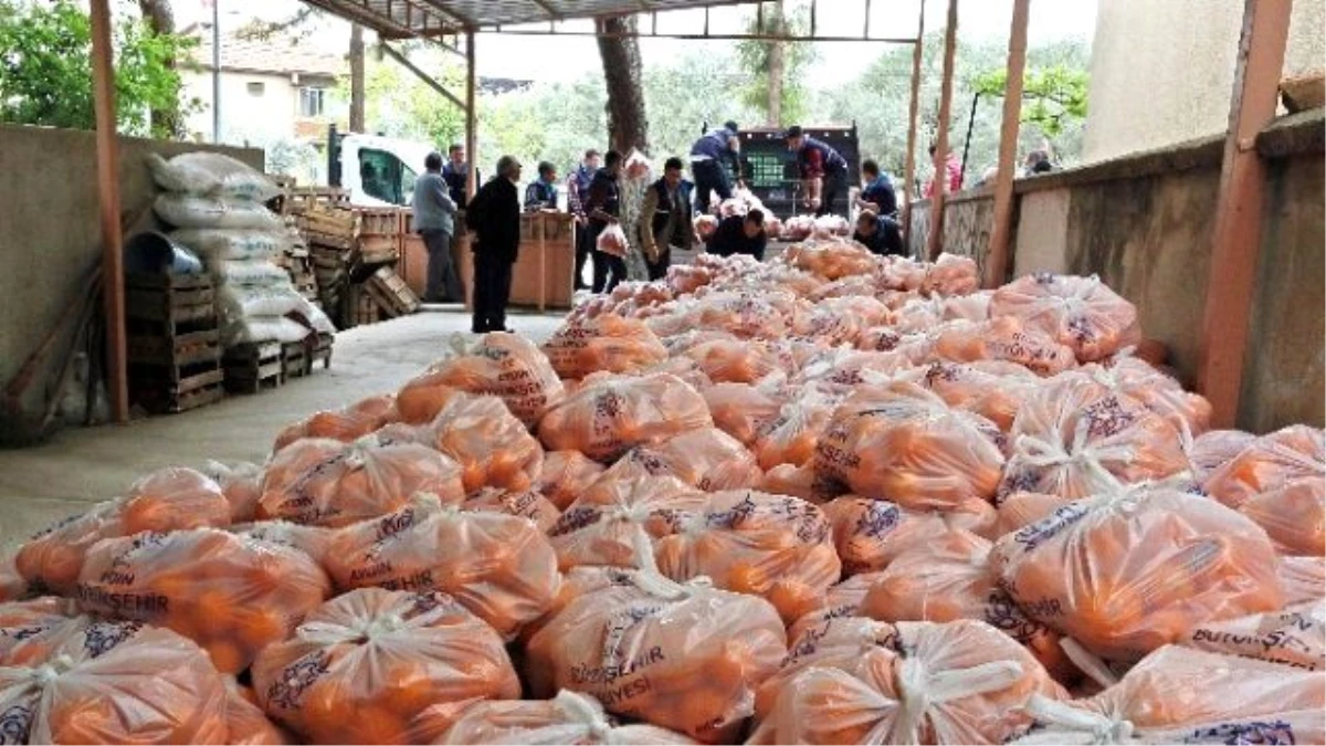 Çerçioğlu, Üreticiye Destek İçin 35 Ton Portakal Satın Aldı