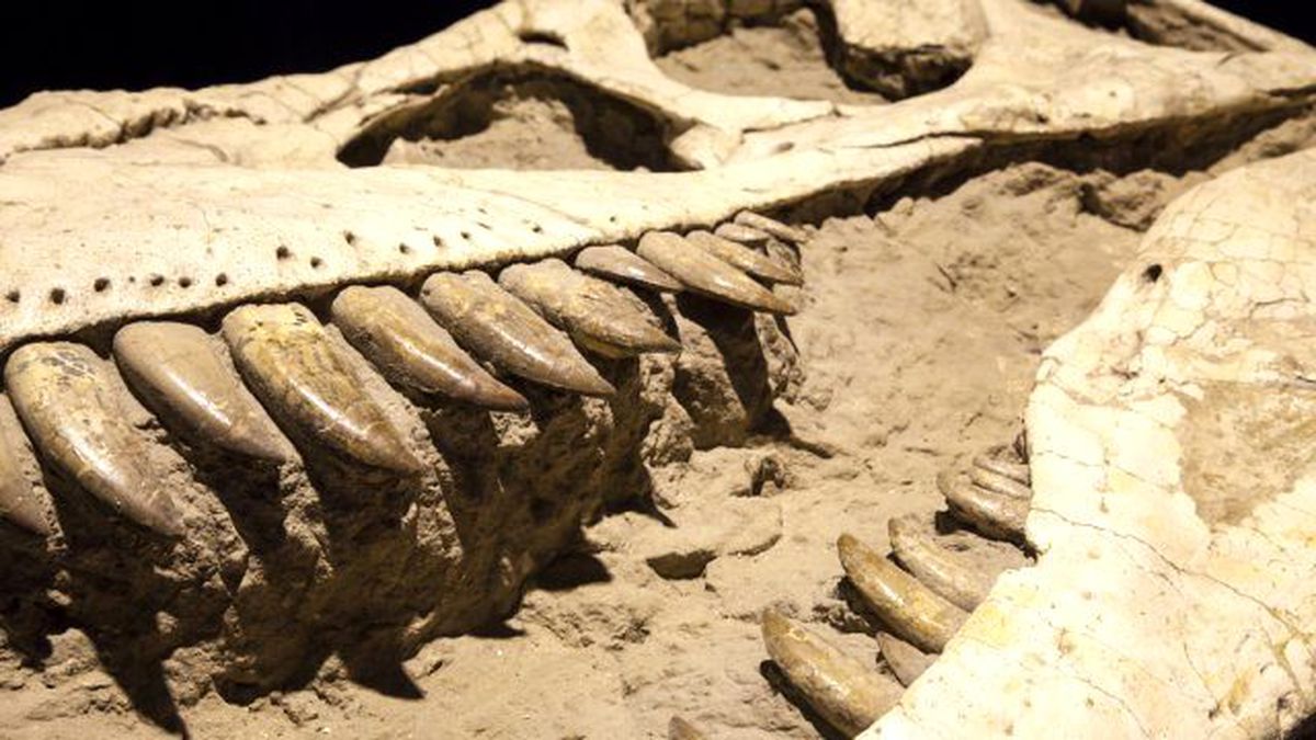 Bilim Adamları Dinozorların Sonunu Getiren Meteordan Parça Alacak