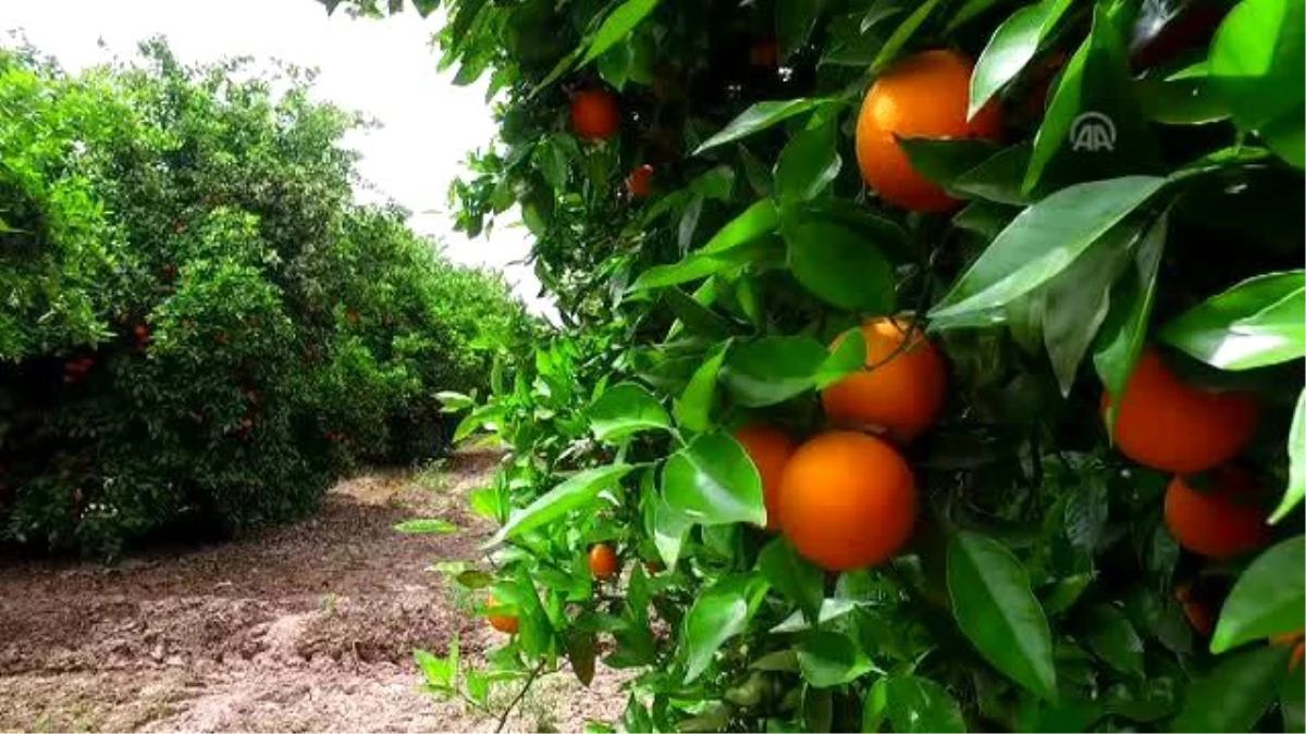 Narenciye Üreticisi Borçlarına Düzenleme İstiyor