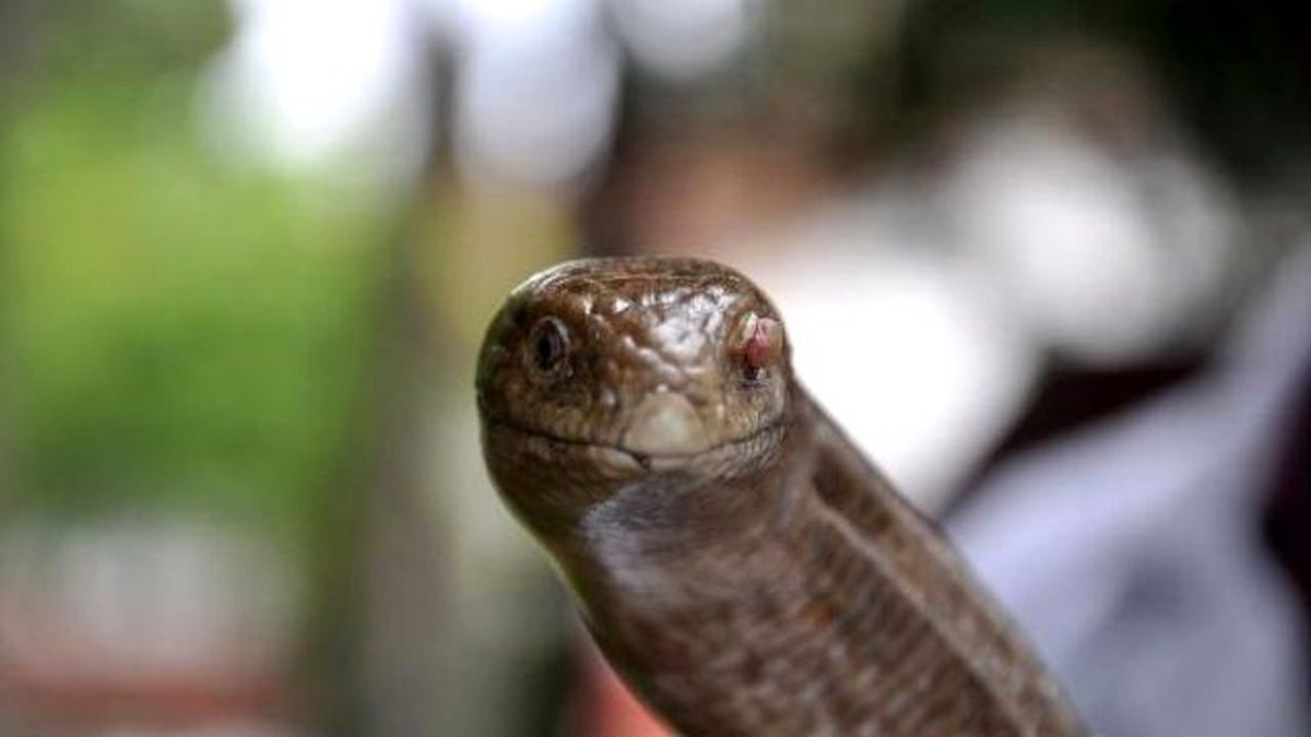 Herkesin Yılan Sandığı Oluklu Kertenkele Tedavi Ediliyor