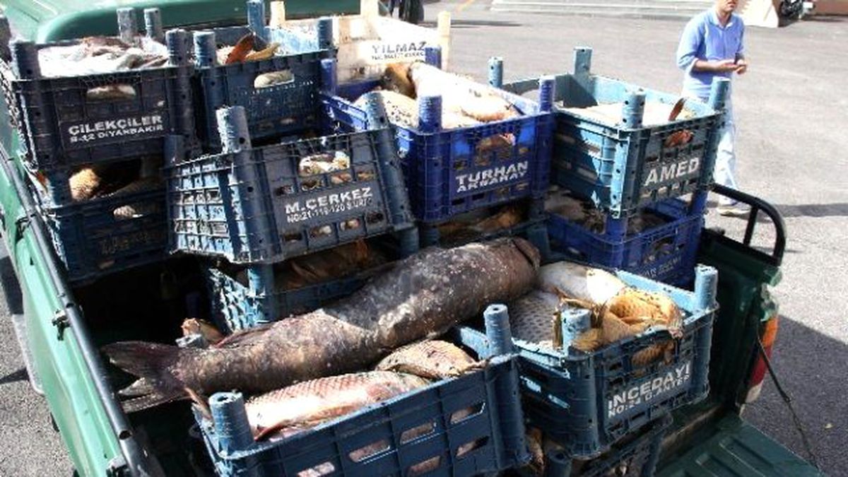 300 Kilo Kaçak Avlanan Balık Ele Geçirildi