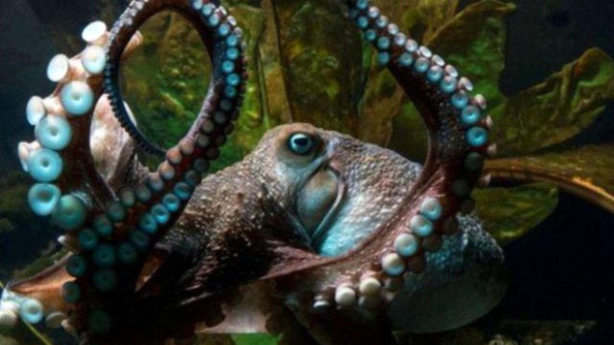 Ahtapotun Akvaryumdan İnanılmaz Kaçışı