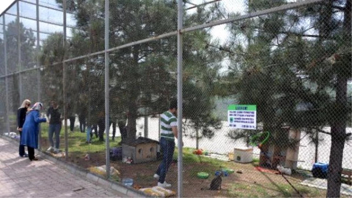 Karabük Üniversitesi\'nde Öğrenciler Kedi Bakım Evi Kurdu