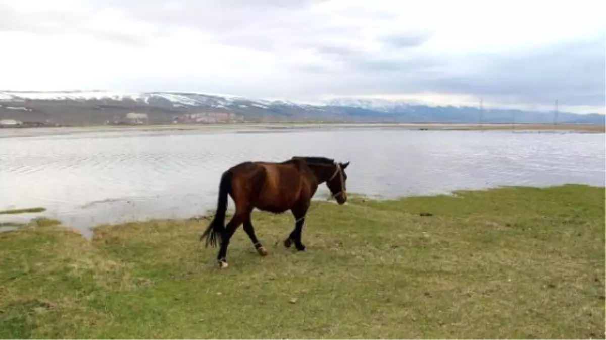 Kura Nehri Taştı, Ardahan Ovası\'nı Su Bastı