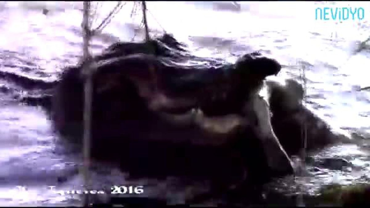 Avcı Av Oldu, Dehşet Yaşandı!