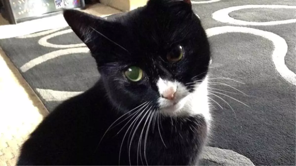 30 Kurşunla Vurulan Kedi Hayatta Kaldı