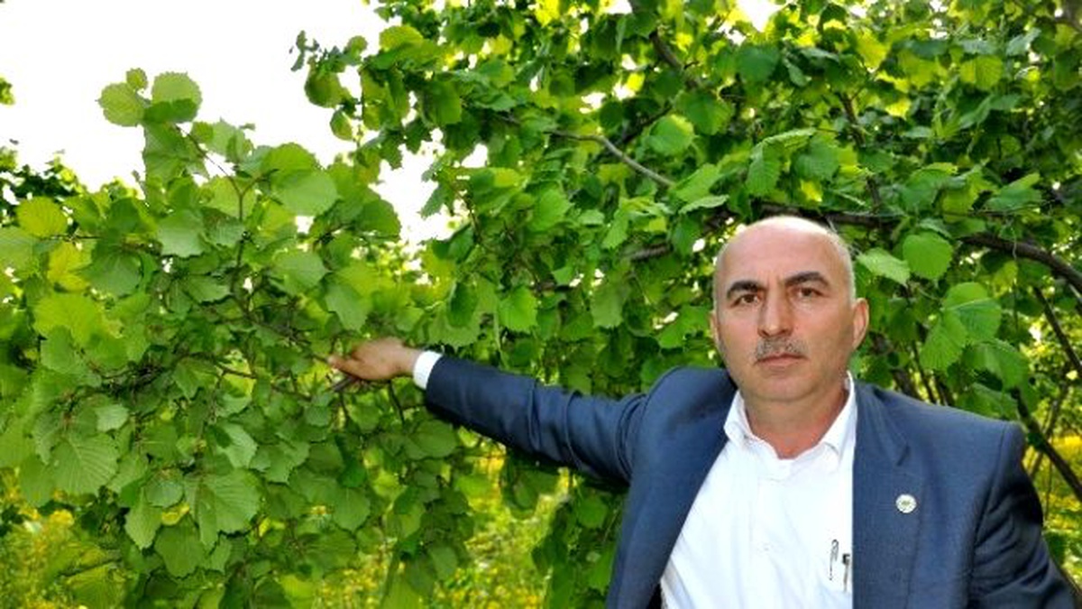 Gülal: "Emanete Verilen Fındıklar Geri İstenmeli"