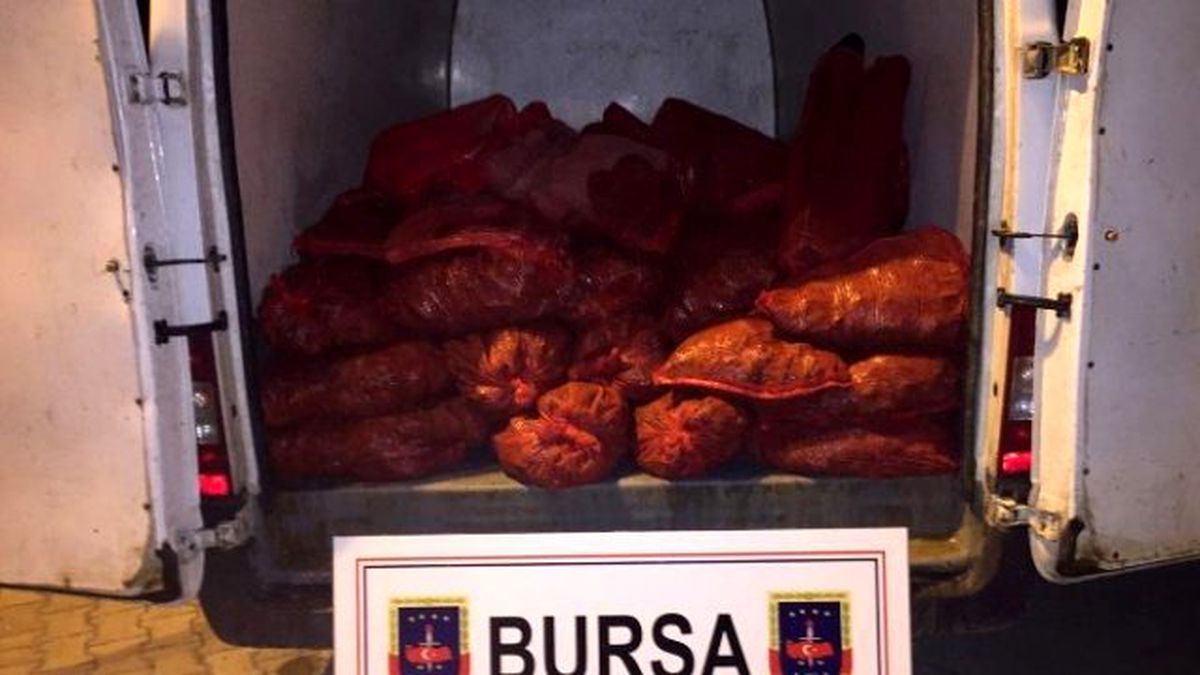 Jandarmadan Kaçak Midye Operasyonu