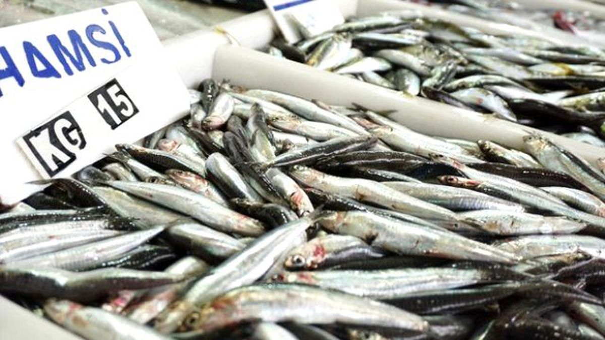 Karadeniz\'de Yaklaşık 400 Bin Ton Hamsi Avlandı