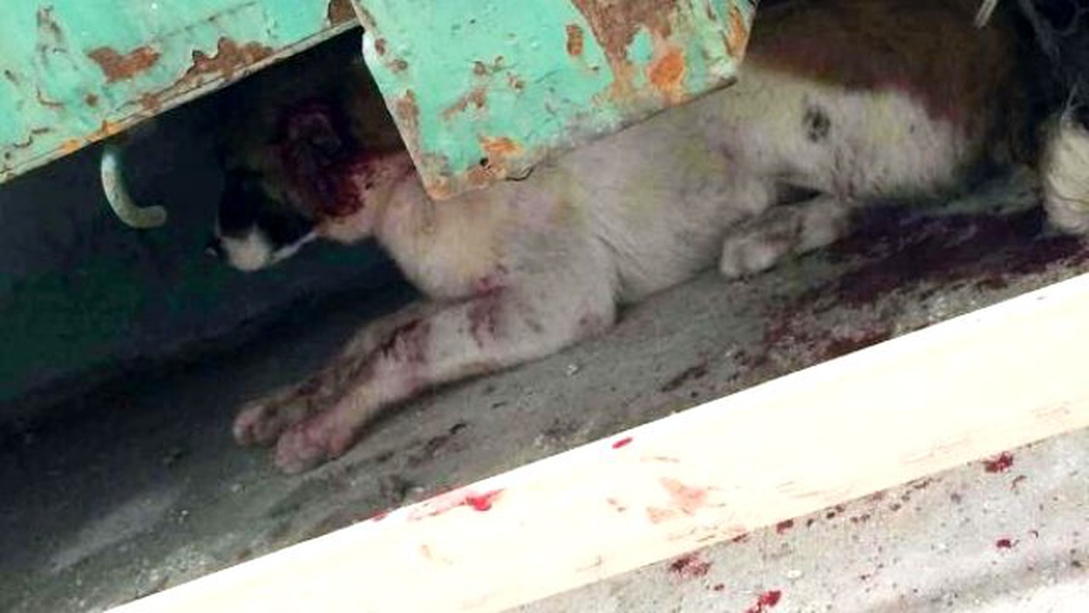 Köpeğinin Kulaklarını Kesti, 2 Bin 121 Lira Ceza Aldı