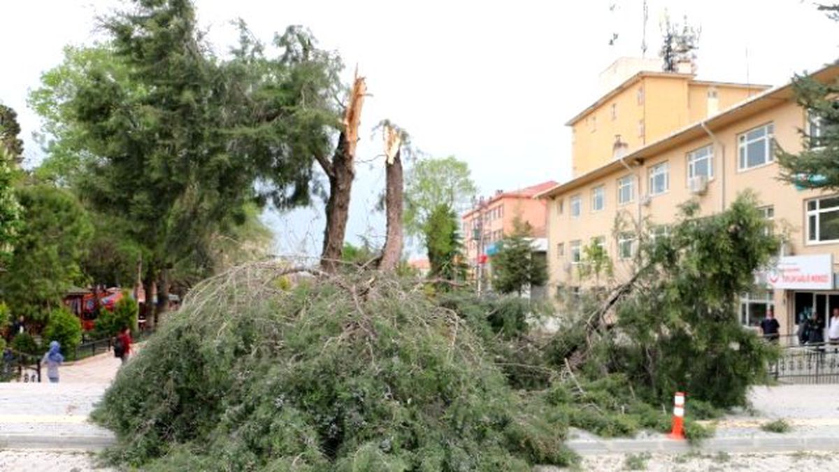 Şiddetli Rüzgar Ağaçları Kökünden Söktü