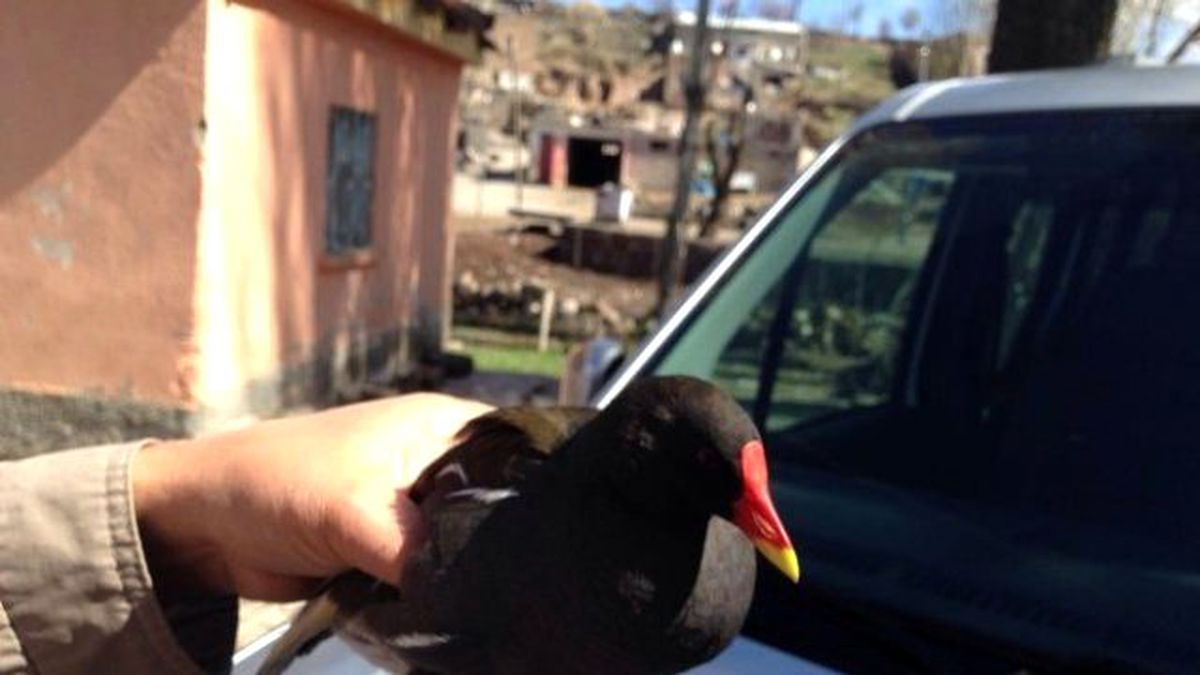 Yaralı Saz Horozu Tedavi Altın Alındı