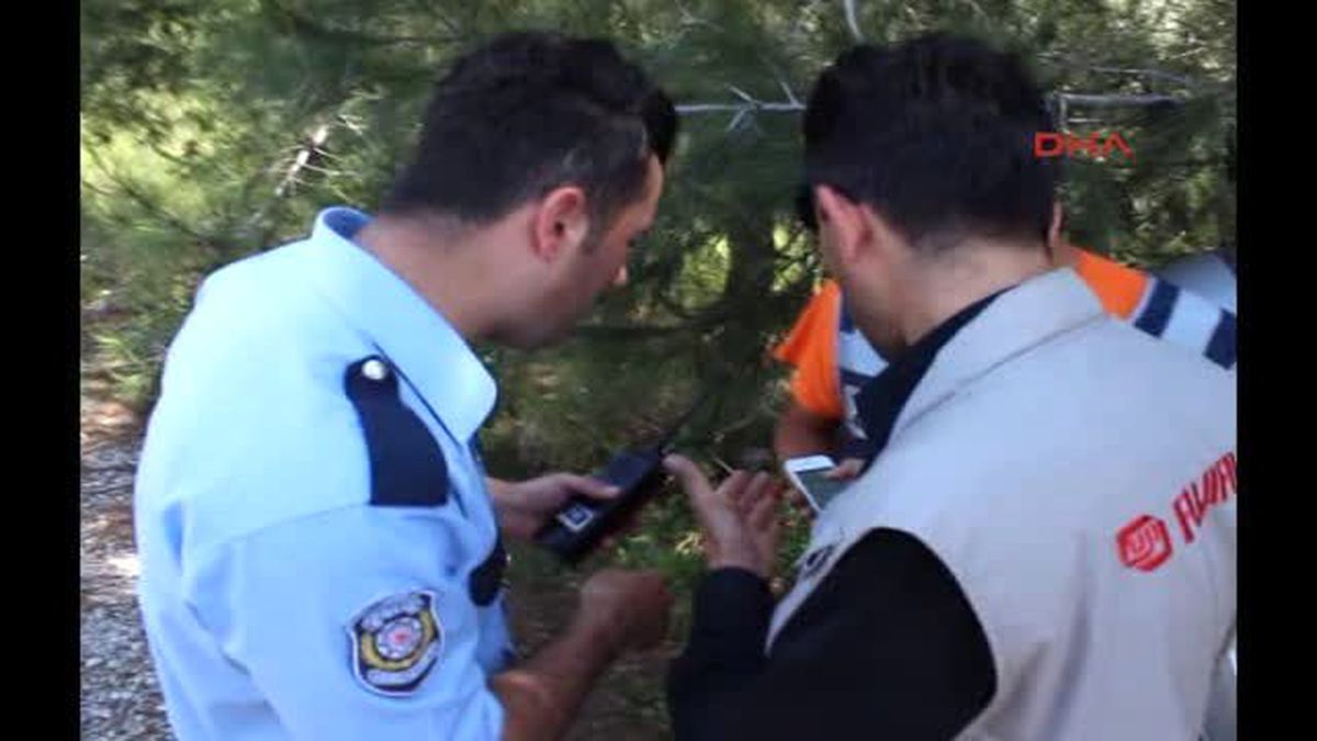 Bodrum Çam Ağacına Çarpan Sürücü Ağır Yaralandı