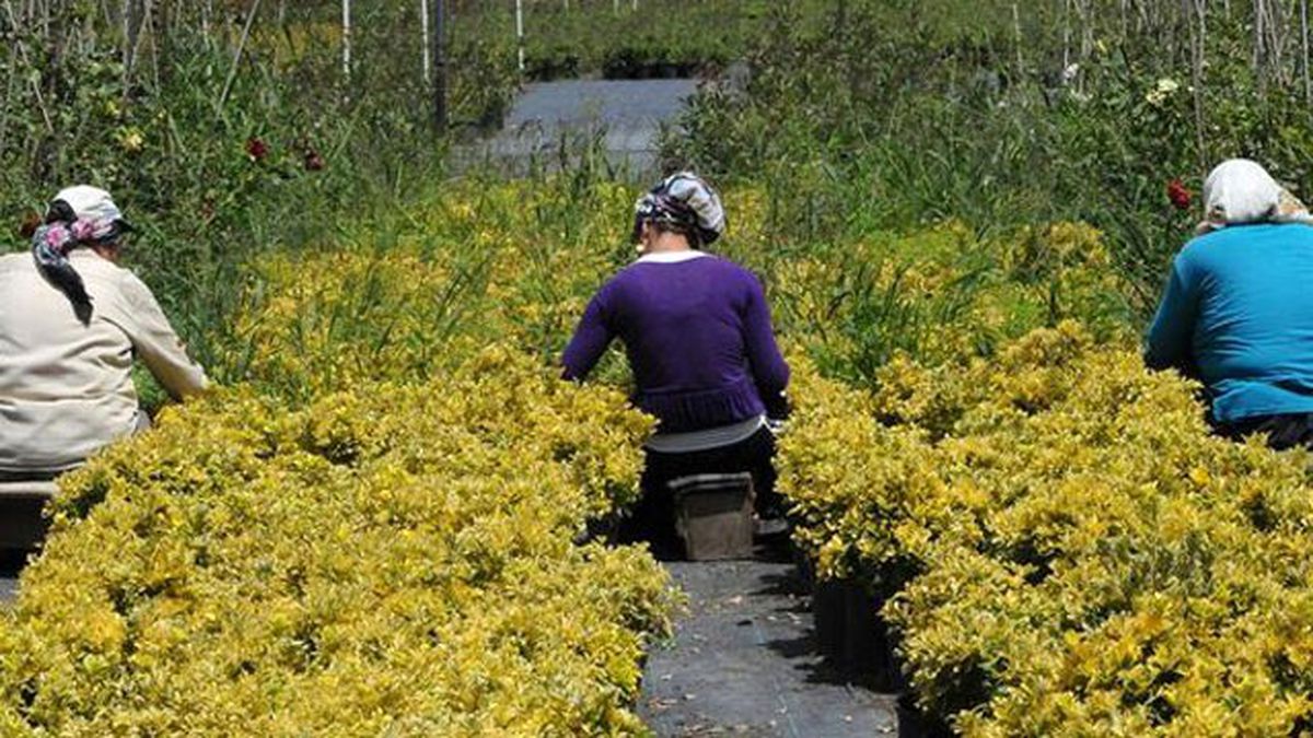 Çalı Bitkisi Yetiştiricisine İyi Para Bırakıyor
