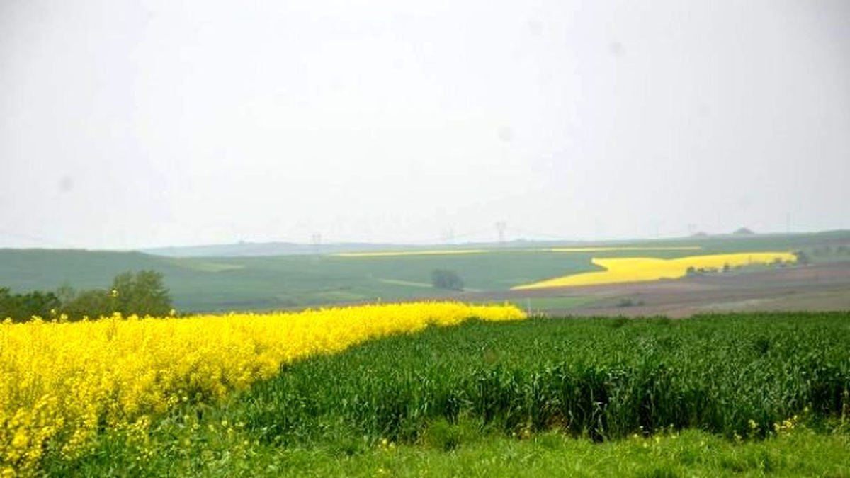 Kanola Tarlalaları Çorlu\'yu Sarıya Boyadı