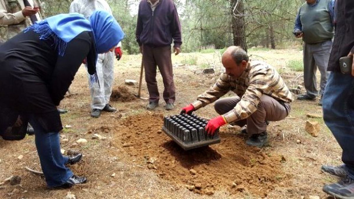 Korkuteli Ormanlarına Terminatör Böcekler Salındı