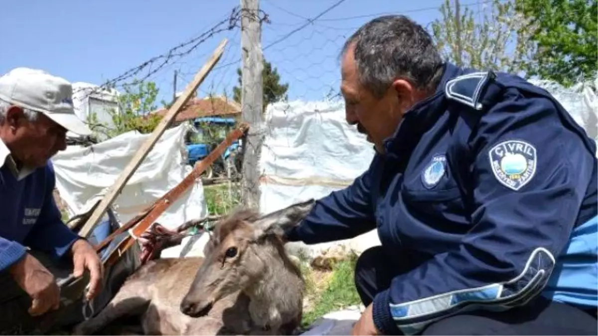 Kurt Saldırısına Uğrayan Geyik Eve Sığındı