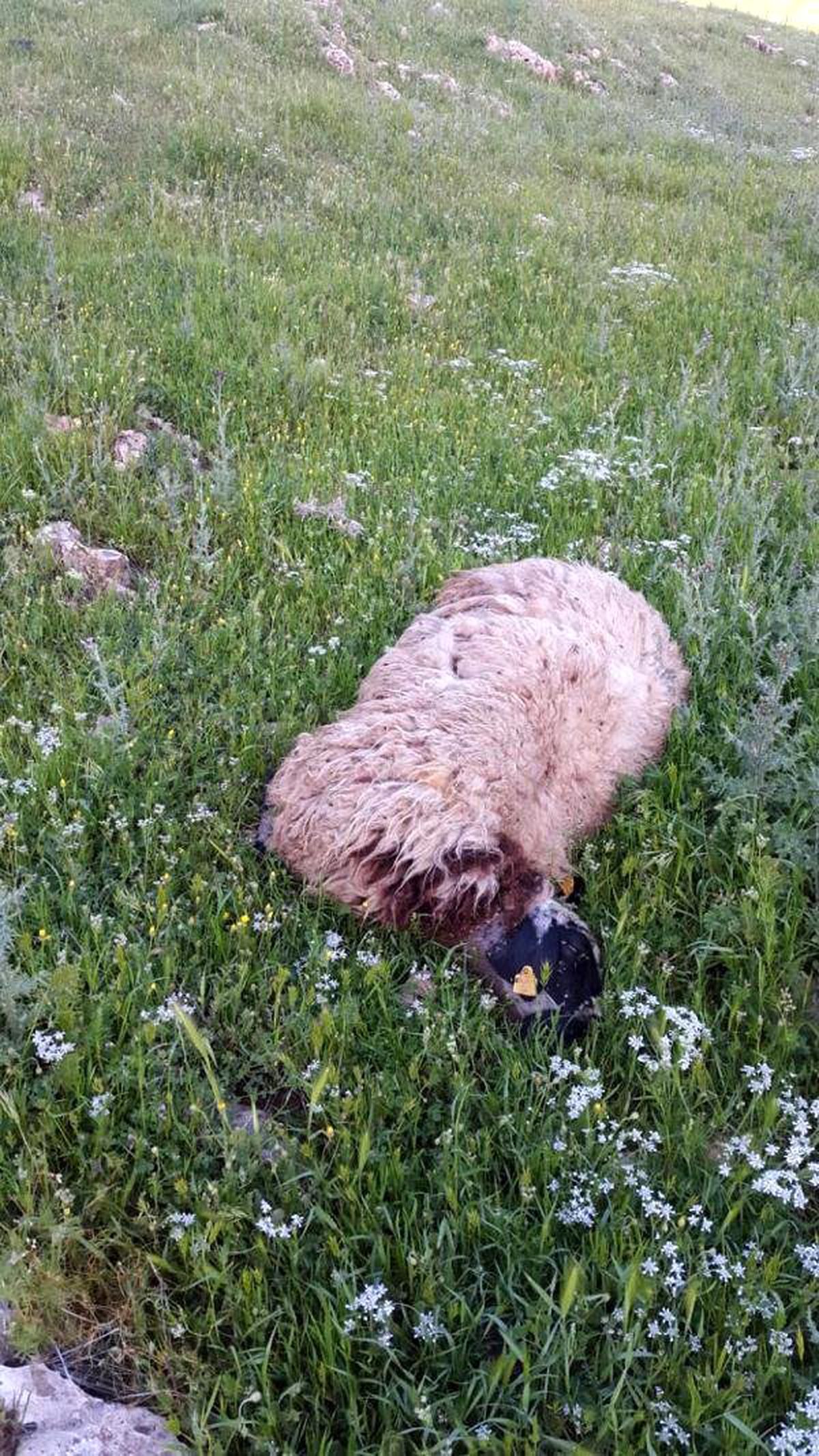 Kurtların Saldırdığı Sürüde 20 Koyun Telef Oldu