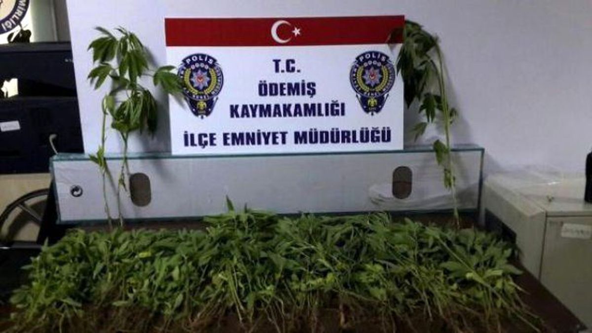 Ödemiş\'te Esrar Operasyonu