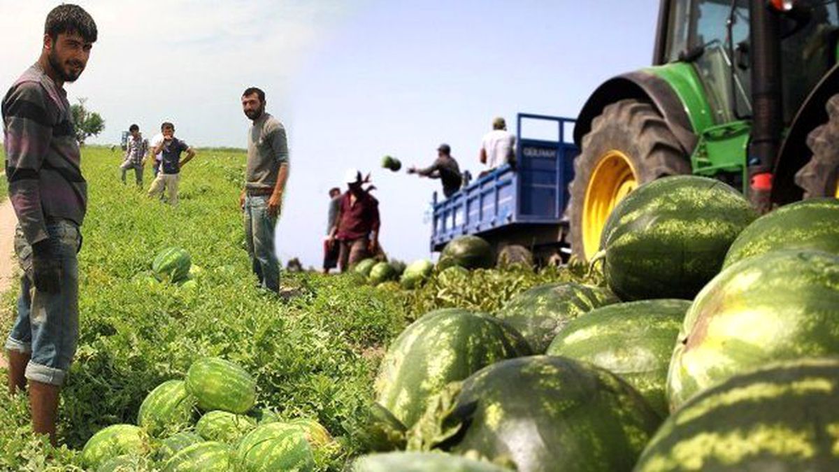 Türkiye'nin İlk Karpuz Hasadı Antalya'da Başladı