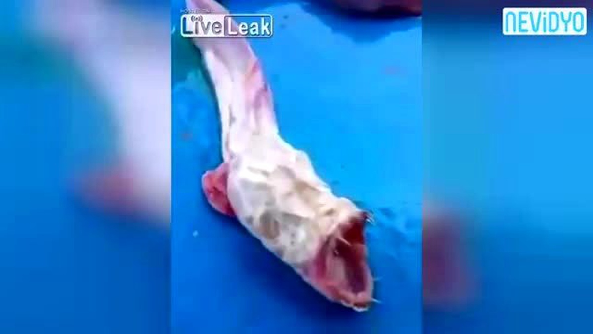 Balıkçıların Ağına Canavar Takıldı!