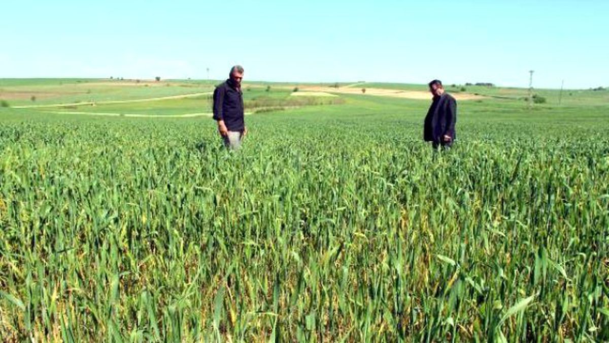 Edirne'de Buğday Ekili Tarlalarda Virüs Alarmı