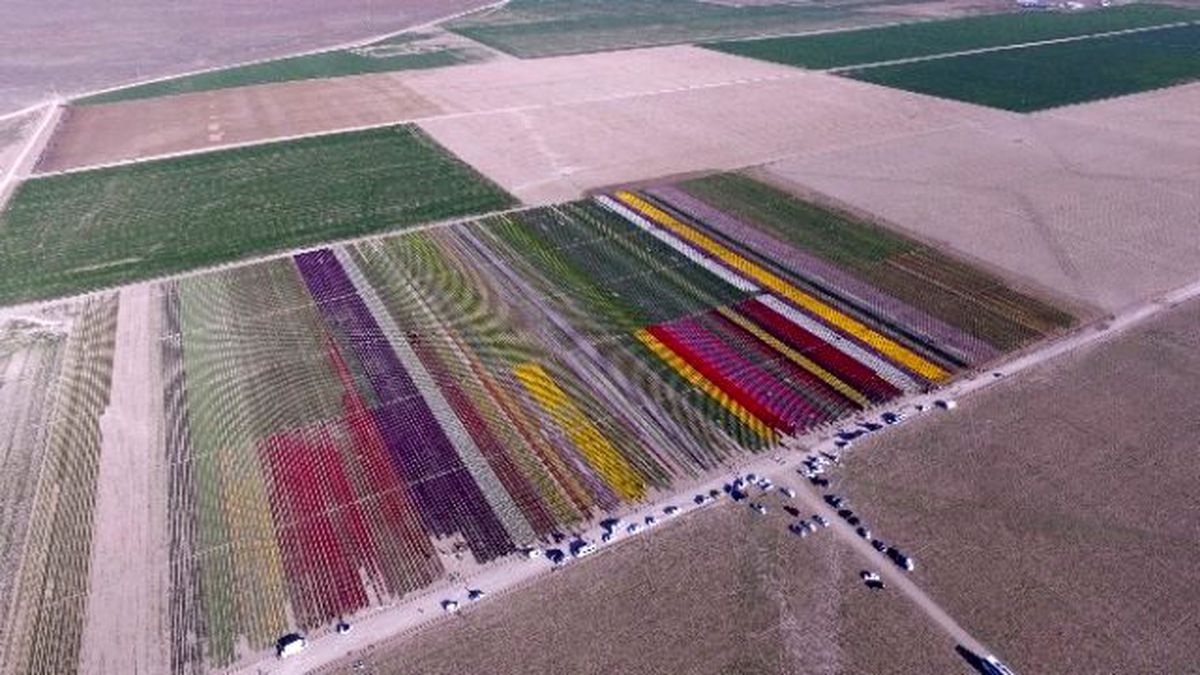 Lale Tarlası Adeta Dev Bir Gökkuşağını Andırdı