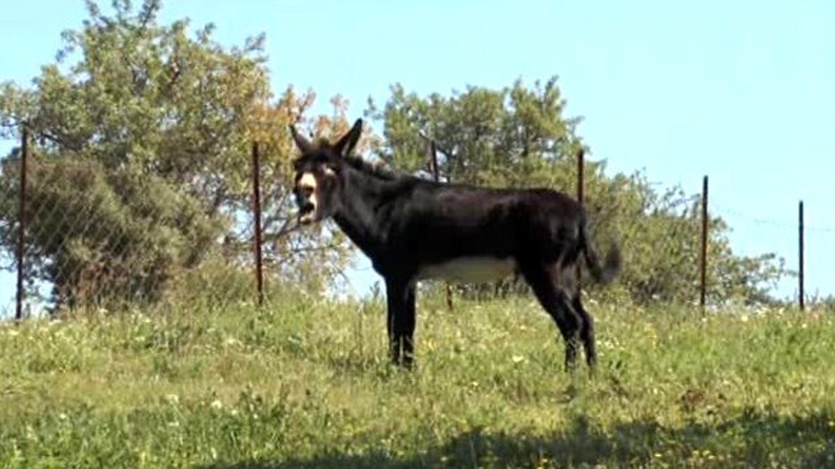 Eşinden Yadigar Eşeği Satılığa Çıkardı