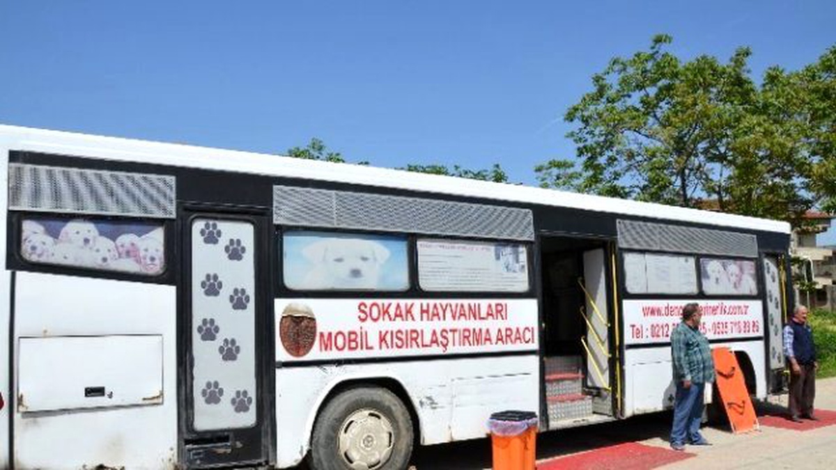 İznik\'te Sokak Köpekleri Kısırlaştırılıyor