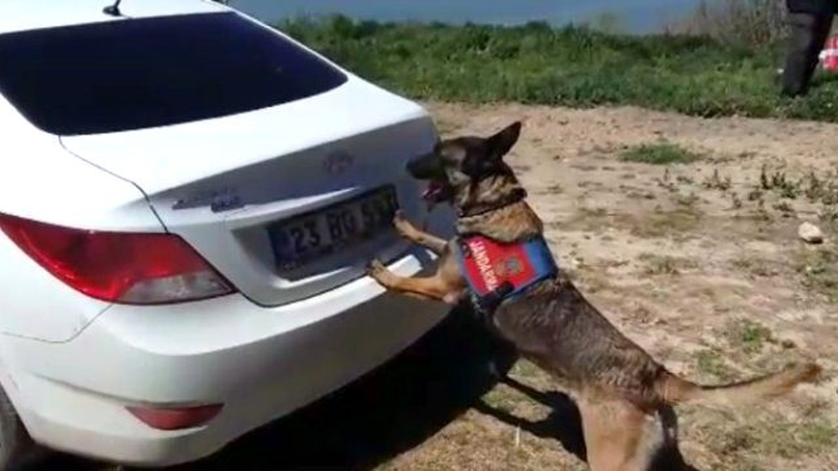 Jandarmadan Kaçan Araçta 50 Kilo Esrar Ele Geçirildi